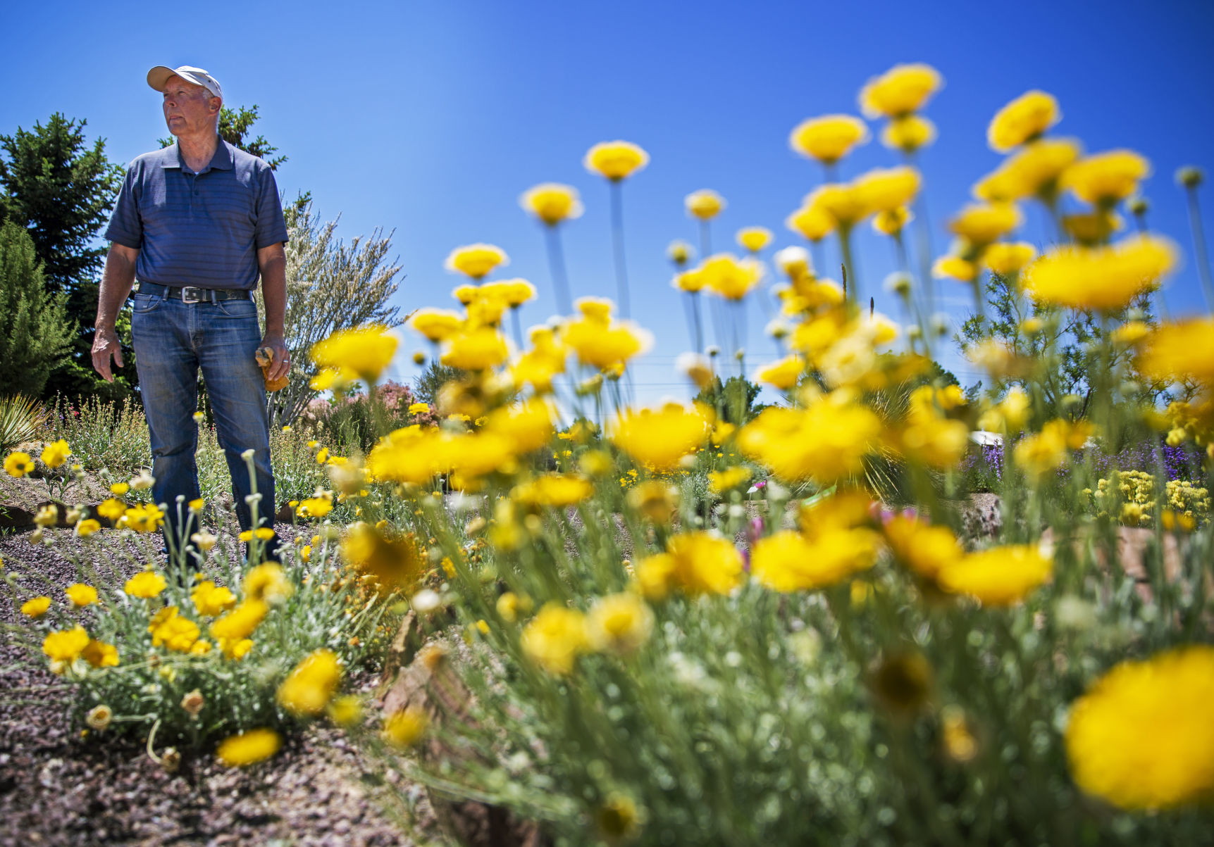 Xeriscaping